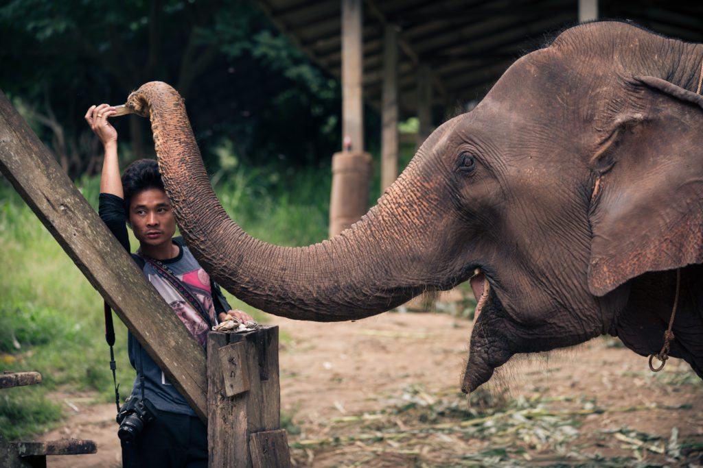 Elephant and Mahout