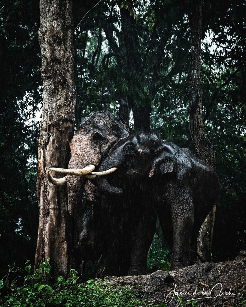 Elephant Photographer Thailand