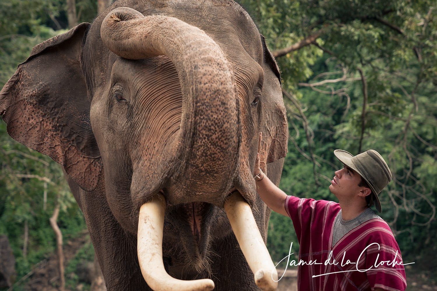 Elephant Photo Tours Chiang Mai