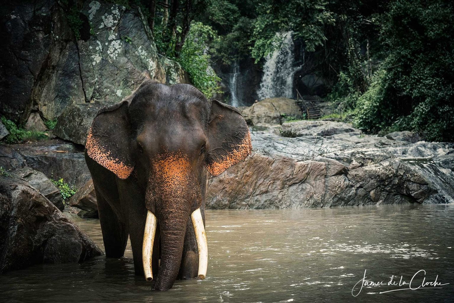 Elephant Photographer Thailand
