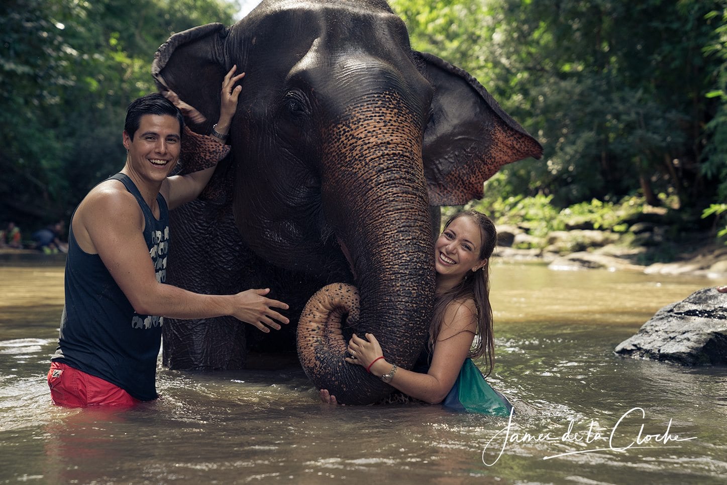 Elephant Portraits Chiang Mai