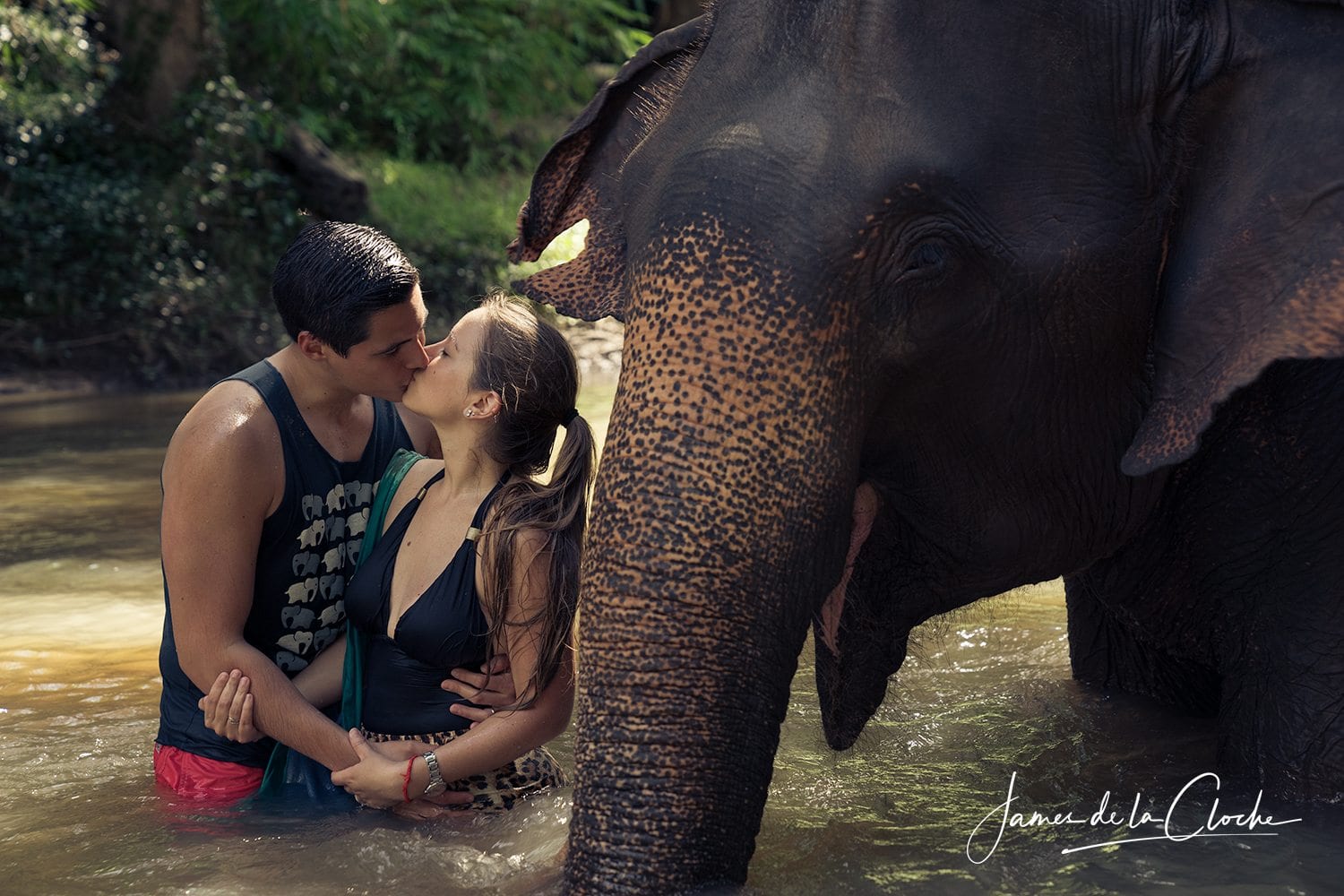 Elephant Portraits Chiang Mai