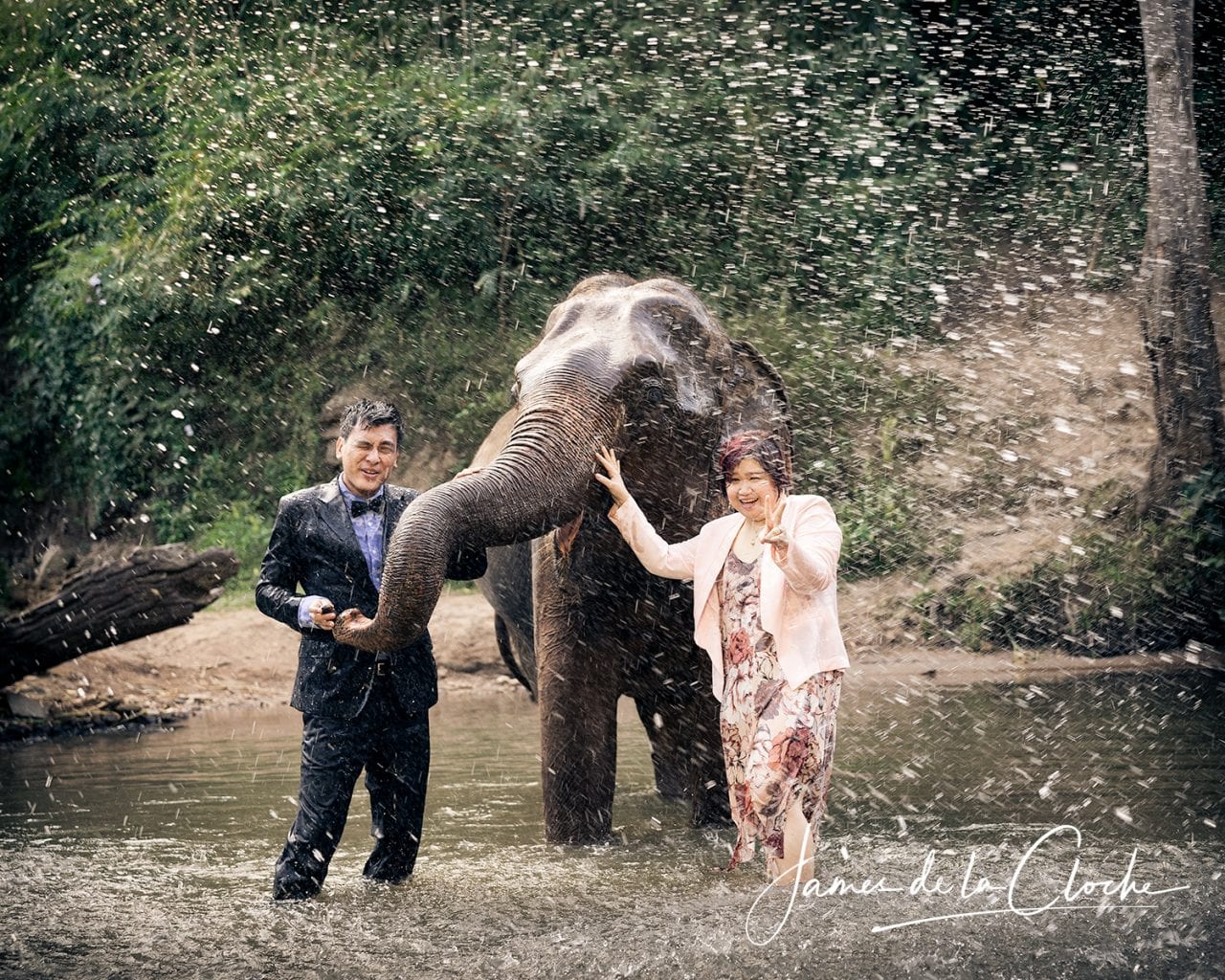 Elephant Wedding Portrait