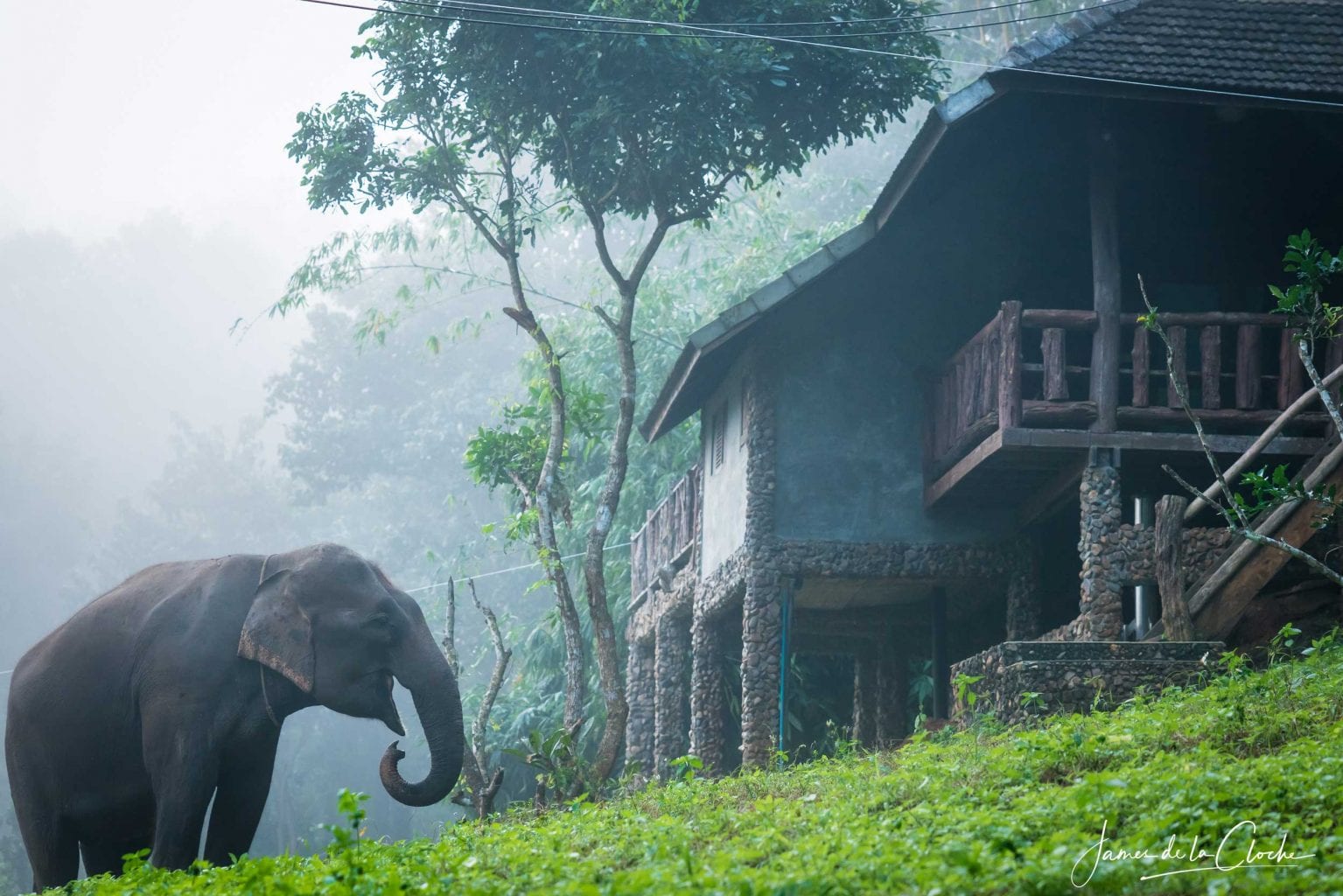 Elephants at Chai Lai Orchid