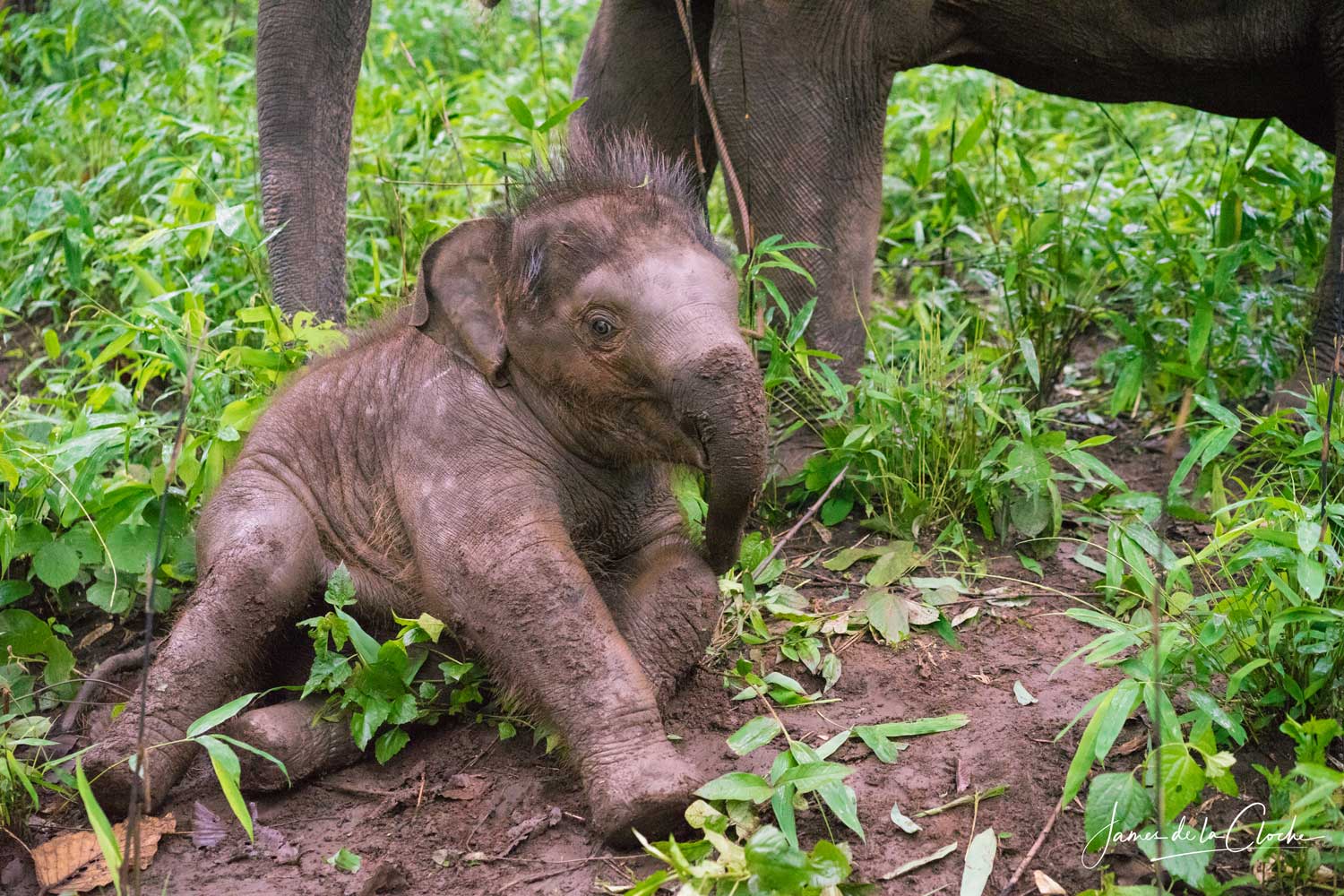 Baby Elephant Chiang Mai