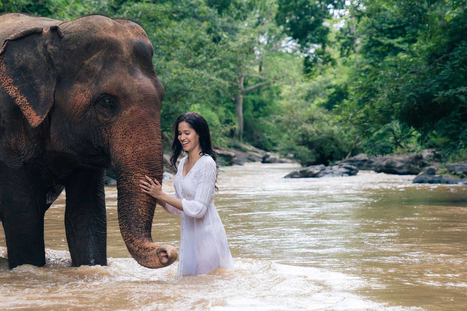 Chiang Mai elephant photos