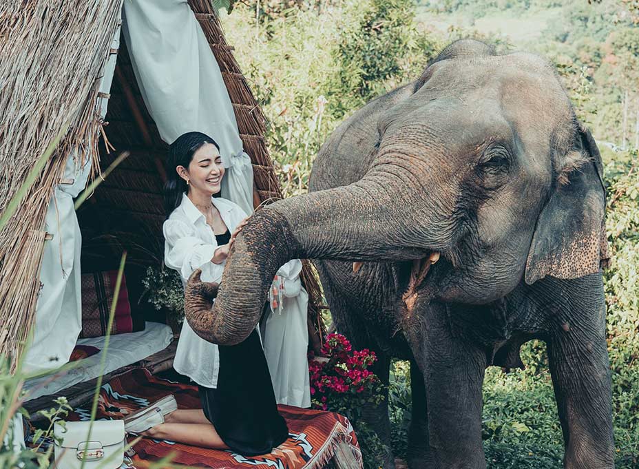 Full day Chiang Mai elephant photo tour