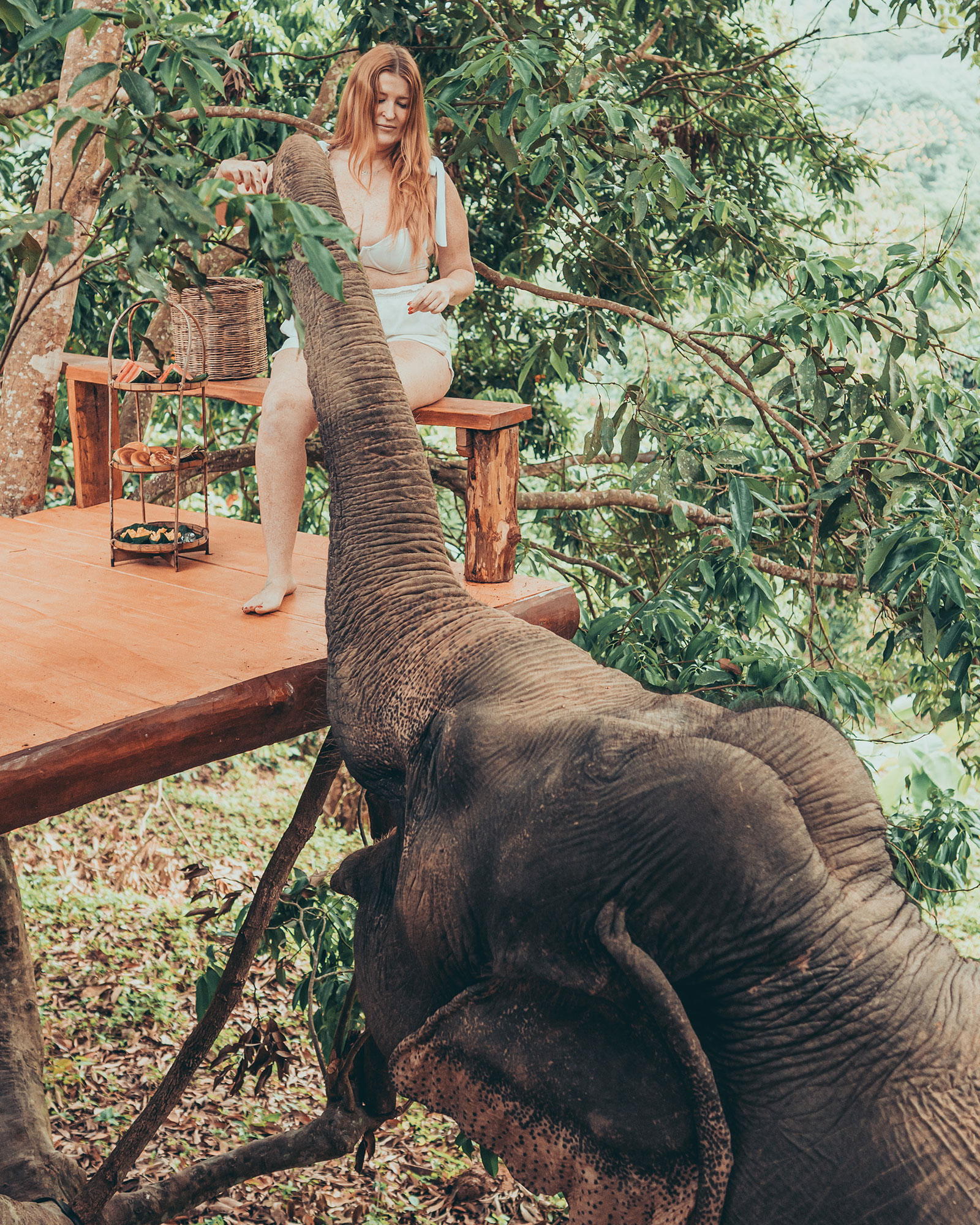 Elephant Photo Lodge - chai Lai Orchid, Chiang Mai