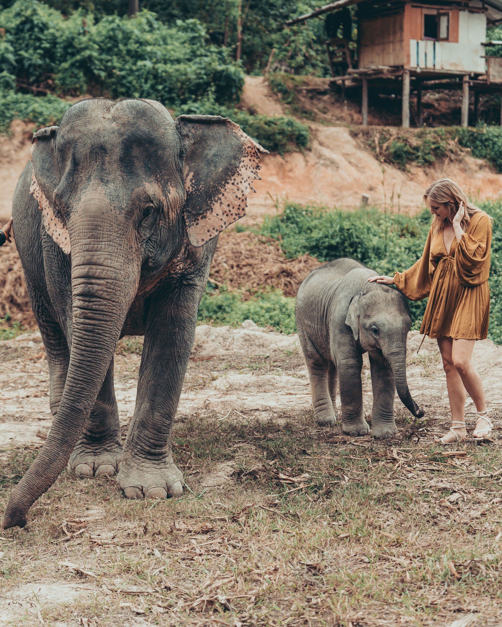 Elephant Photo Lodge - chai Lai Orchid, Chiang Mai